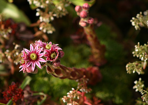 Sempervivum tectorum